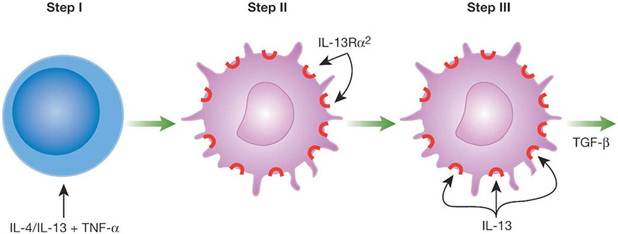 Fig. (1).