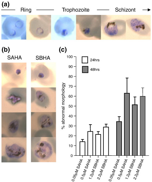 Fig. S6