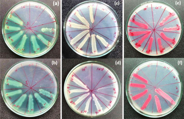 Fig. 10