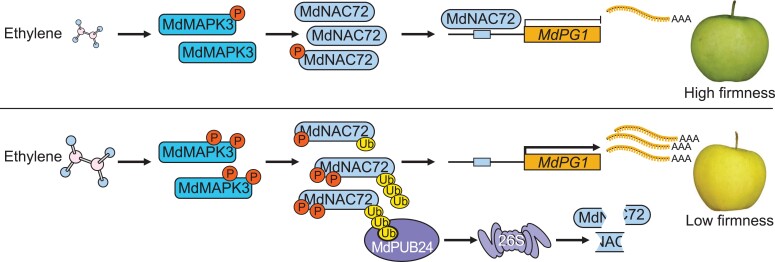 Figure 10.