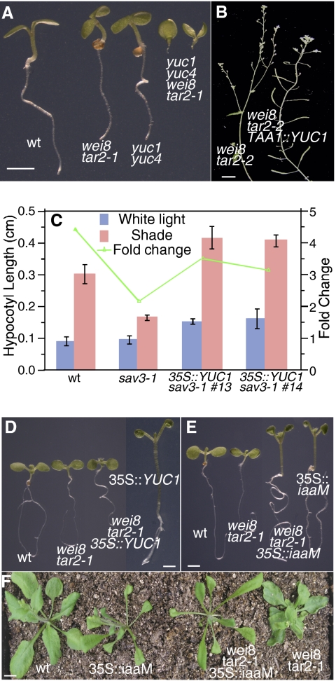 Fig. 4.
