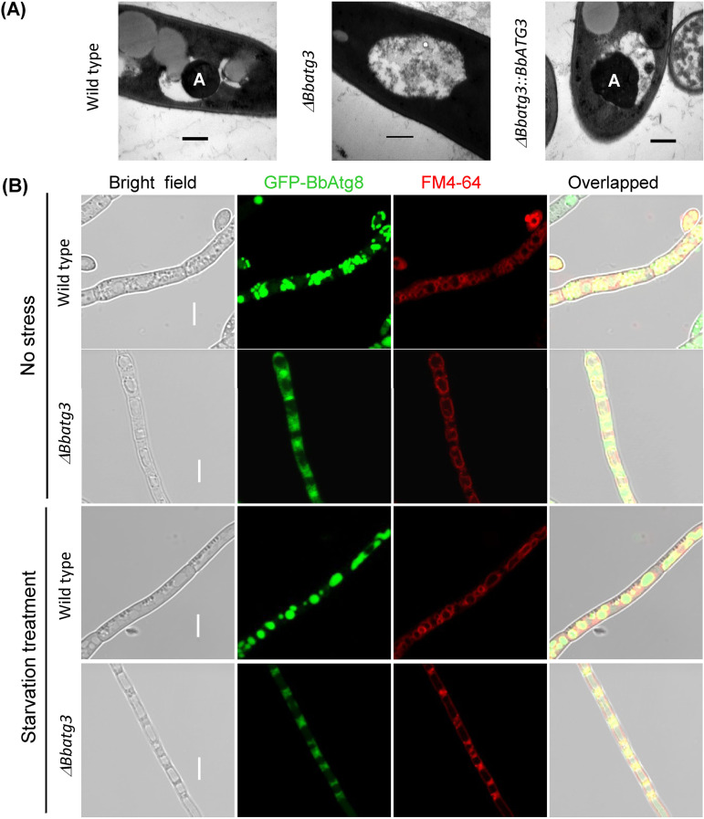 FIG 6