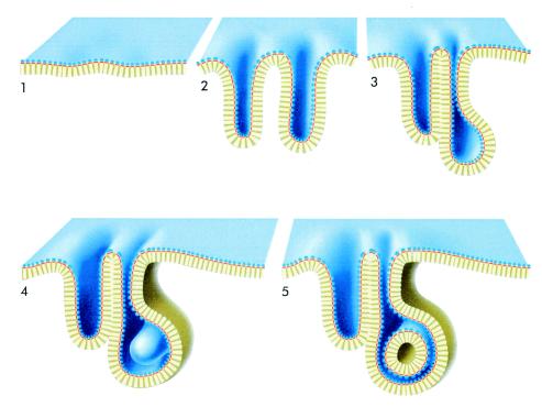 FIG. 5.