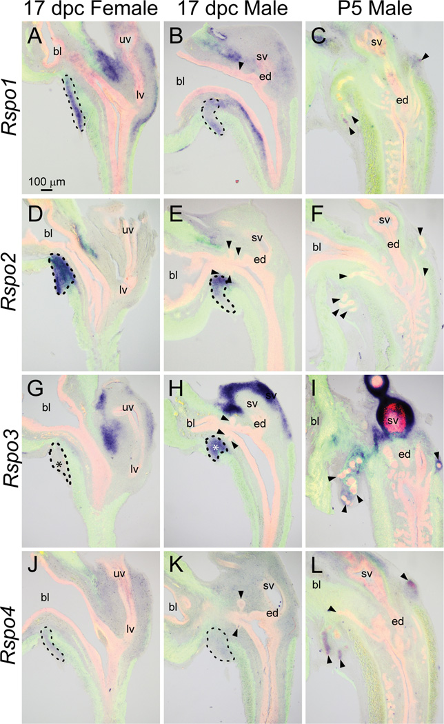 Fig. 9