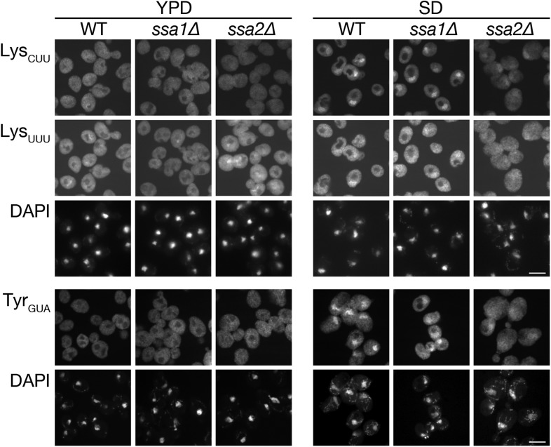 Figure 2—figure supplement 2.