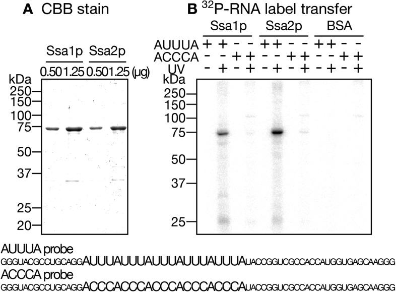 Figure 4—figure supplement 1.