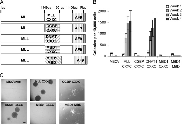 FIGURE 2.