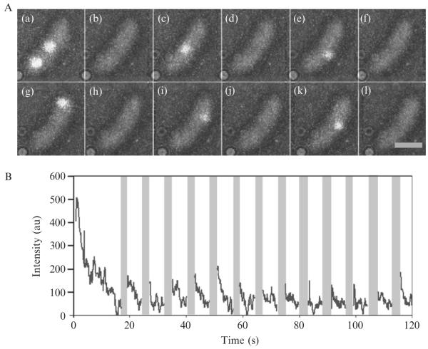 Figure 2.5