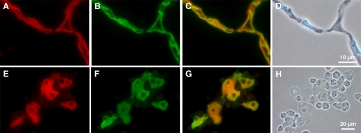 Fig. 10.