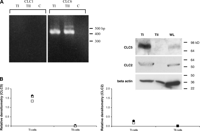 Fig. 12.