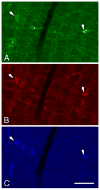 Fig. 7