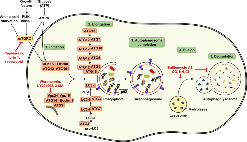 Fig. 1