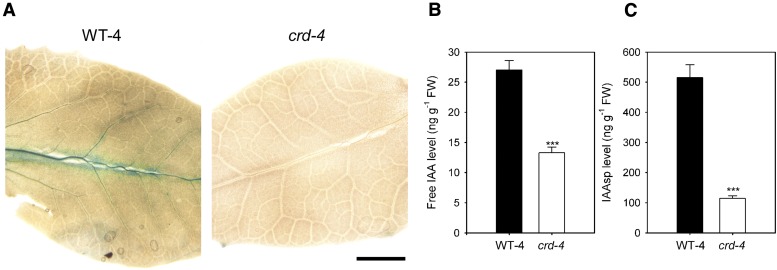 Figure 5.