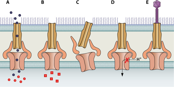 FIG 1