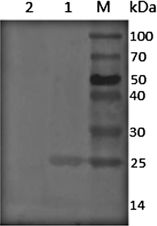 FIG 2