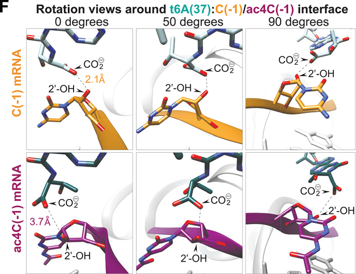 Figure 7F.