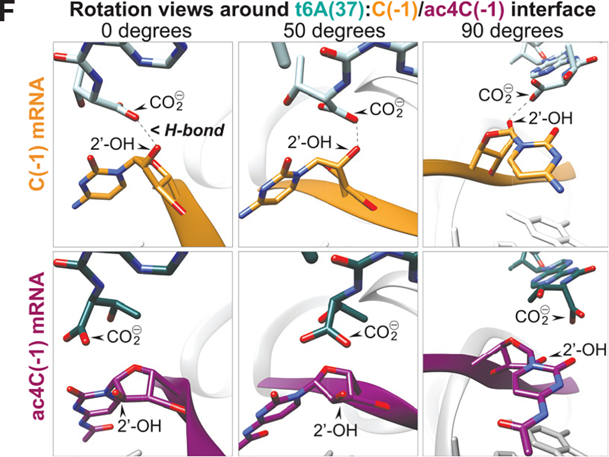 Figure 7F.