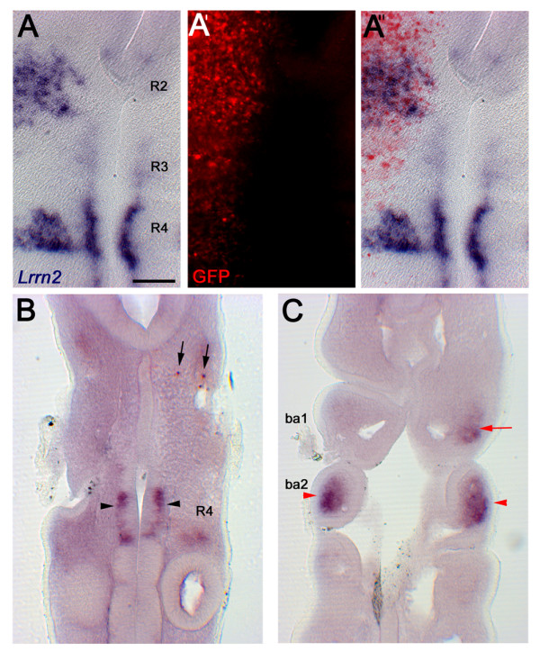 Figure 4