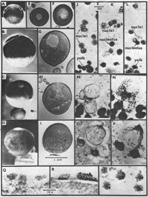 graphic file with name pnas00678-0151-a.jpg