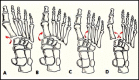 Fig.1
