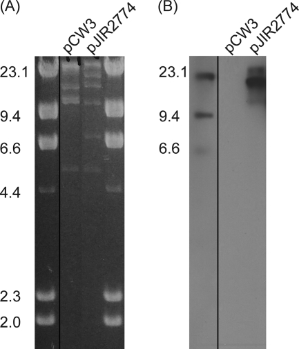 FIG. 1.