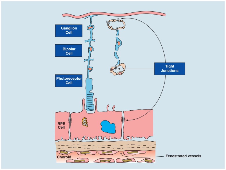 FIGURE 2