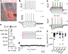 Fig. 2 |