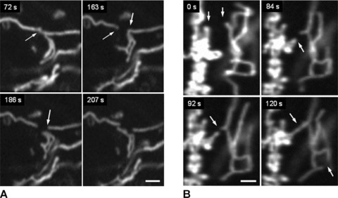 Fig 4