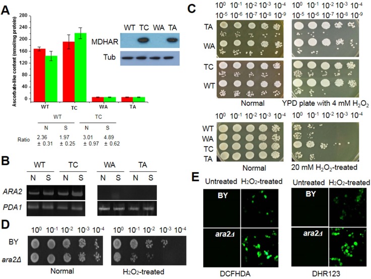 Fig 3