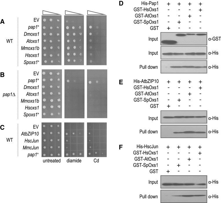 Figure 6.