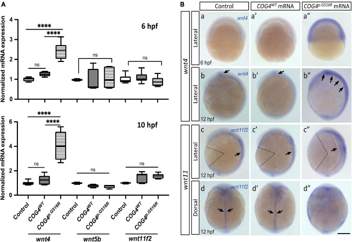 FIGURE 4