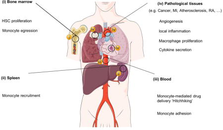 graphic file with name nihms876402u1.jpg