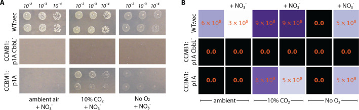 Figure 2—figure supplement 2.