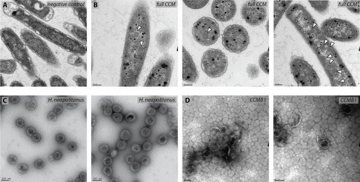 Figure 5—figure supplement 2.