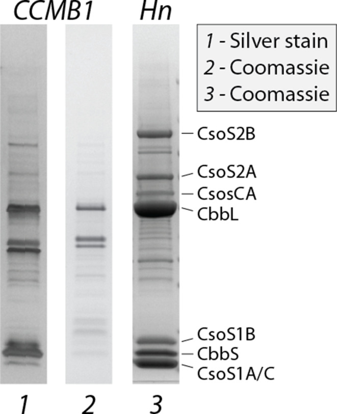 Figure 5—figure supplement 1.