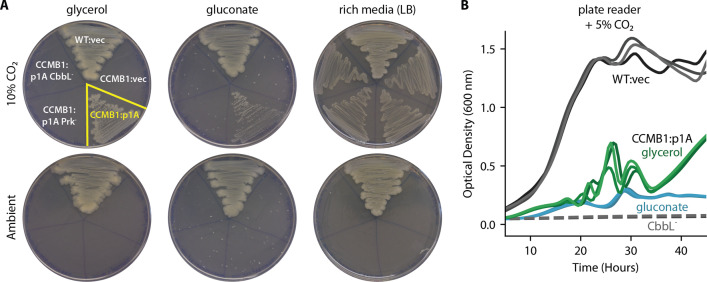 Figure 2—figure supplement 5.