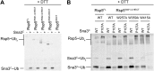 Figure 1—figure supplement 1.