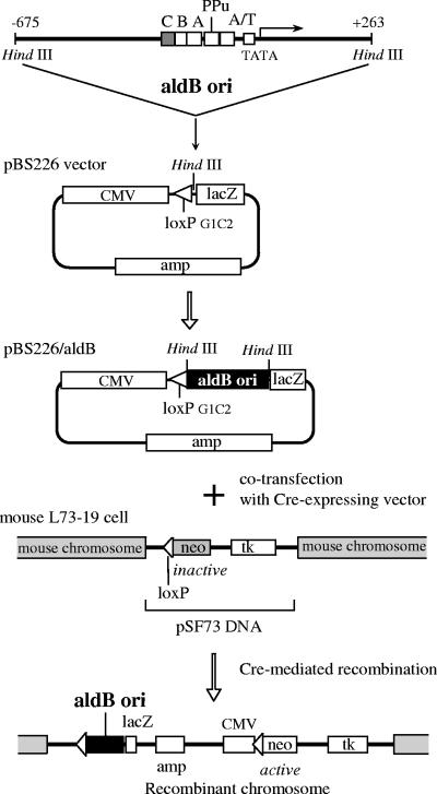 FIG. 1.