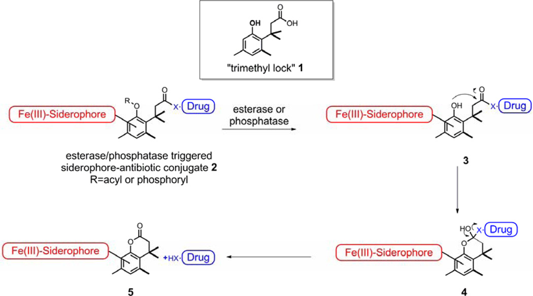 Scheme 2