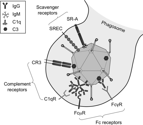 Fig 9