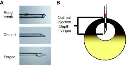 Fig. 2