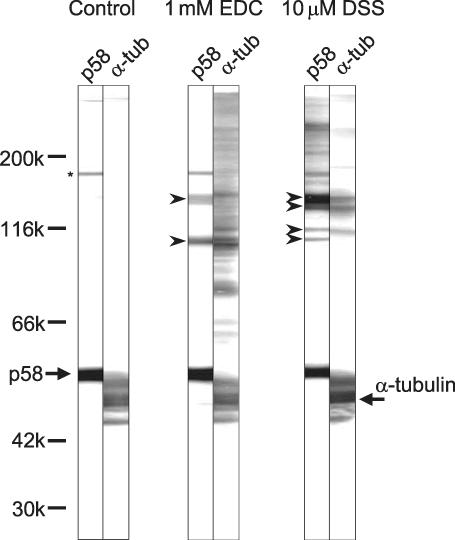 Figure 10.