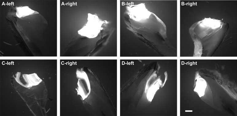 Fig. 7.