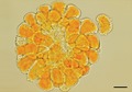 graphic file with name ECE3-9-13619-g004.jpg
