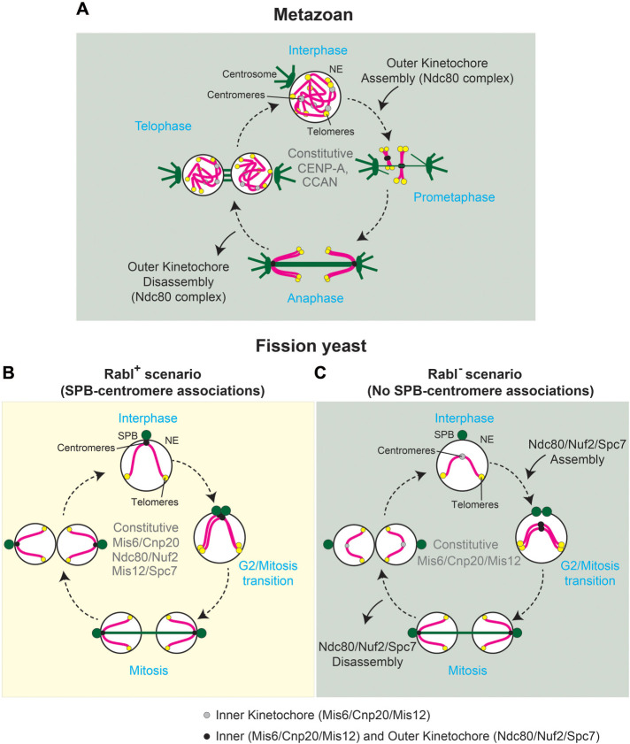 FIGURE 5: