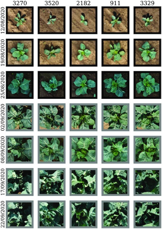 Figure 14