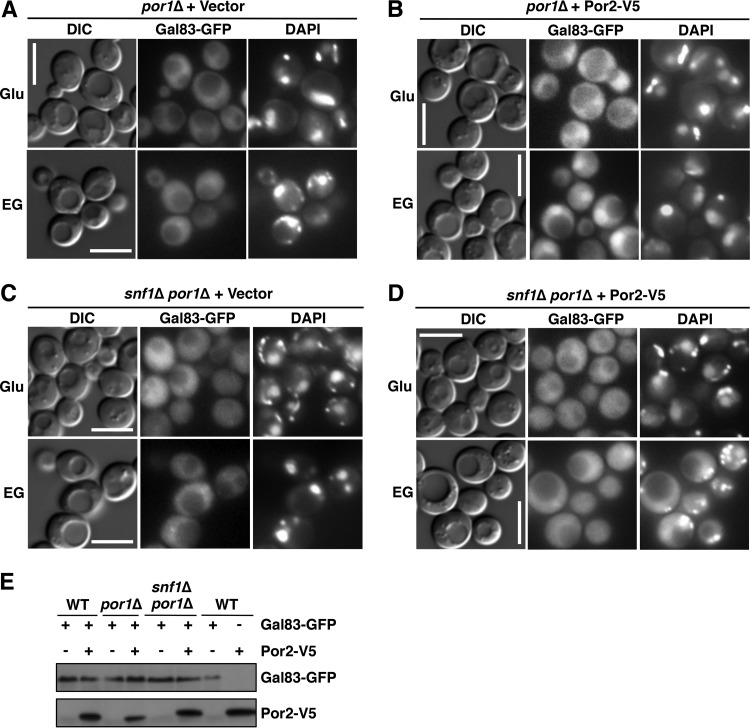 FIG 6 