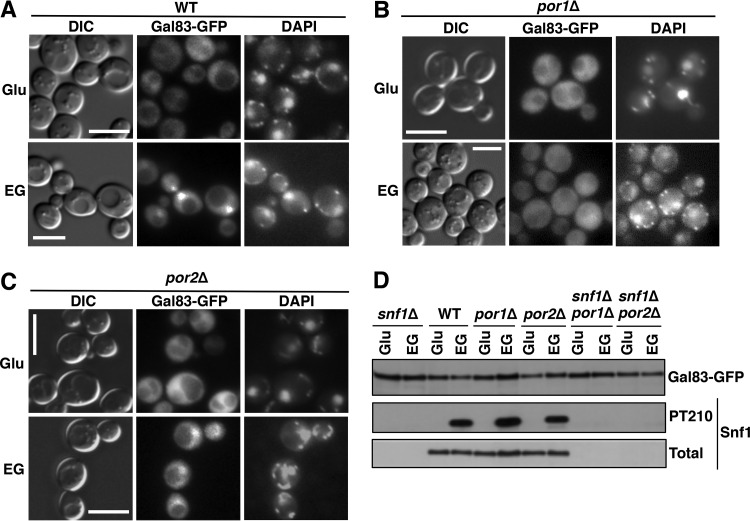 FIG 3 