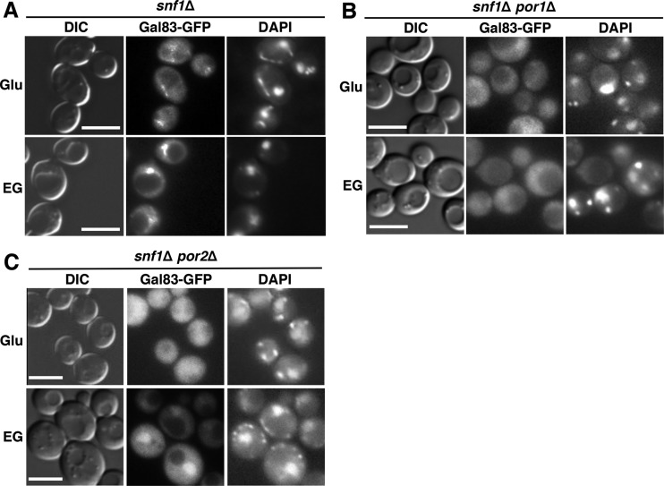 FIG 4 