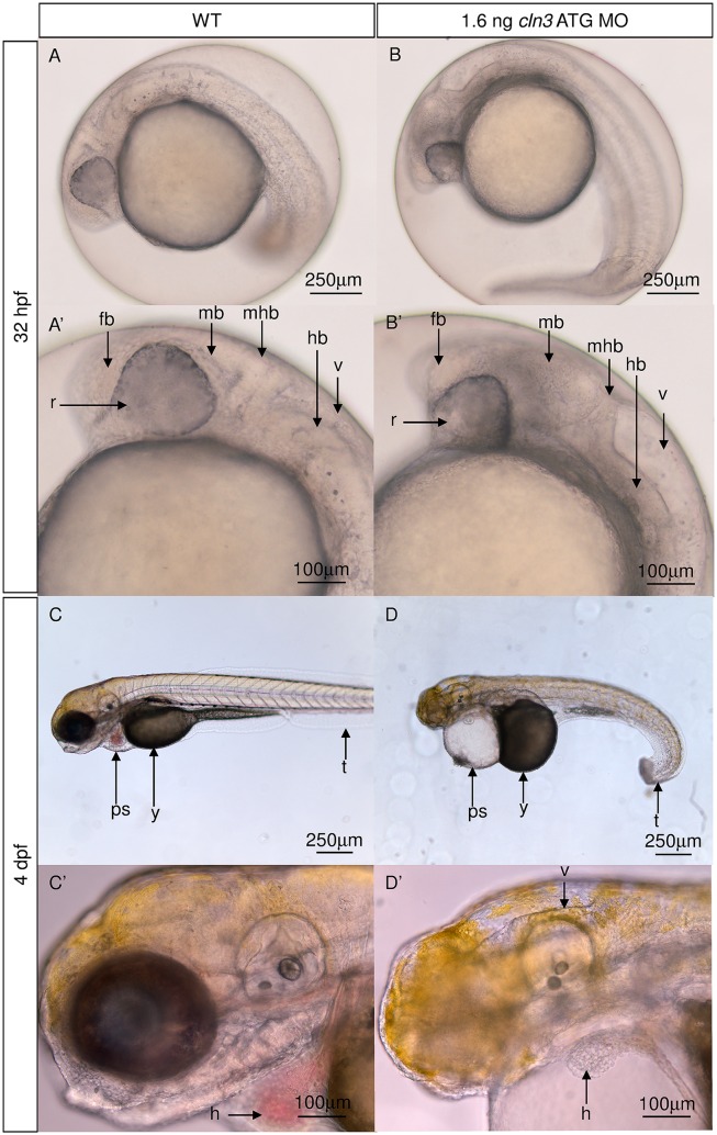 Fig 3